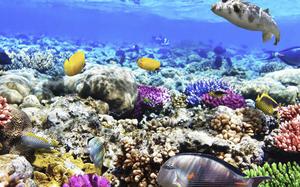 Fondo marino del Mar Rojo