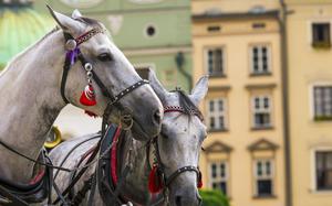 Caballos en la zona del mercado