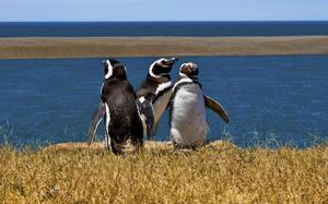 Pen�nsula Vald�s