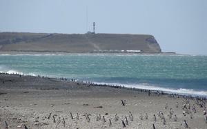 Ping�inos Mag�llanicos