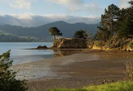Dunedin