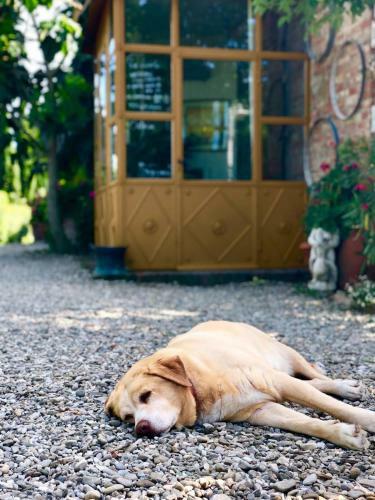 Bed & Breakfast La Lodola