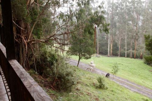 Tall Trees Retreat