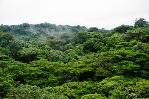 Hotel Jaguarundi Lodge - Monteverde