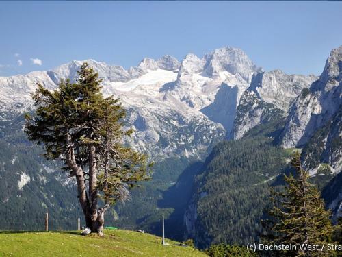 Hotel Alpenrose 8