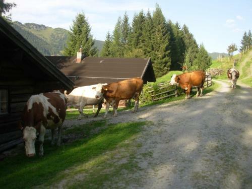 Agroturismo Wandlehenhof