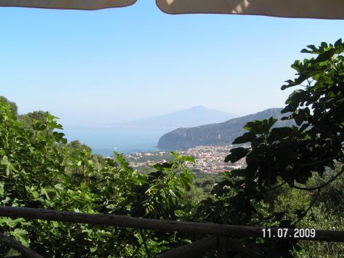 Gli Ulivi