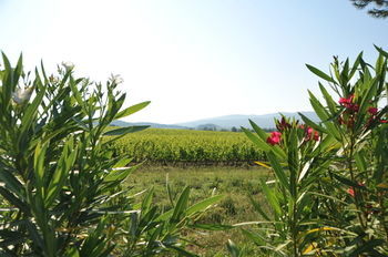 Fattoria Casabianca