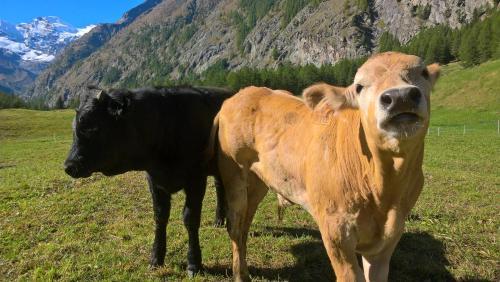 Agroturismo La Ferme Du Grand Paradis