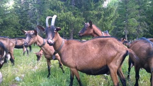 Agroturismo La Ferme Du Grand Paradis