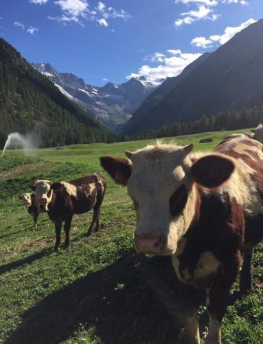 Agroturismo La Ferme Du Grand Paradis