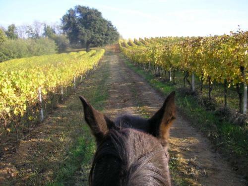 Agroturismo Bed & Breakfast Cascina Cin Cin