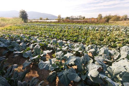 Agroturismo L'ortobio