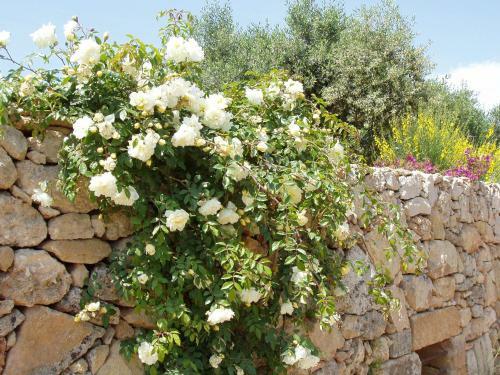 Hotel Masseria L'antico Frantoio