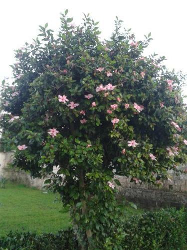 Bed & Breakfast La Casa Delle Farfalle