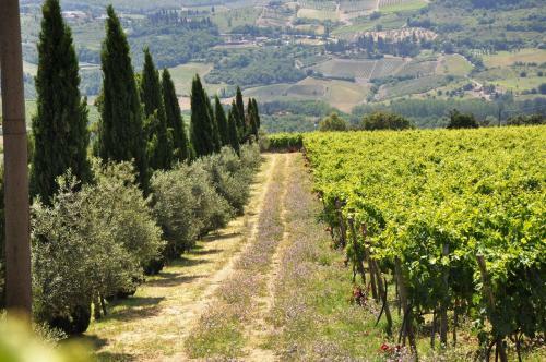 Agroturismo Fattoria Castelvecchi