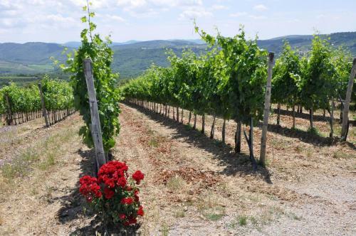 Agroturismo Fattoria Castelvecchi