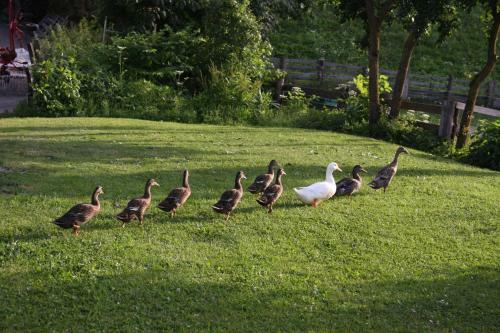 Agroturismo Mair Am Hof
