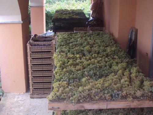 Agroturismo Agriturismo La Collina Verde