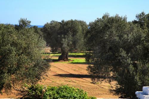 Bed & Breakfast Masseria Pittore