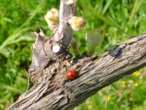 Agroturismo Agriturismo Il Santo