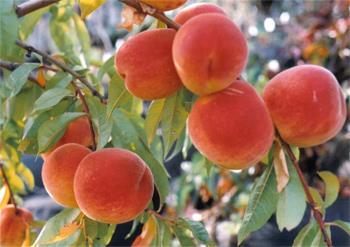 Hotel Best Western Sunrise Inn