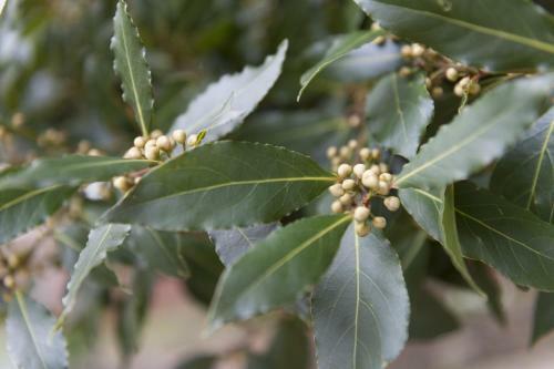 Hotel Bay Tree Broadstairs