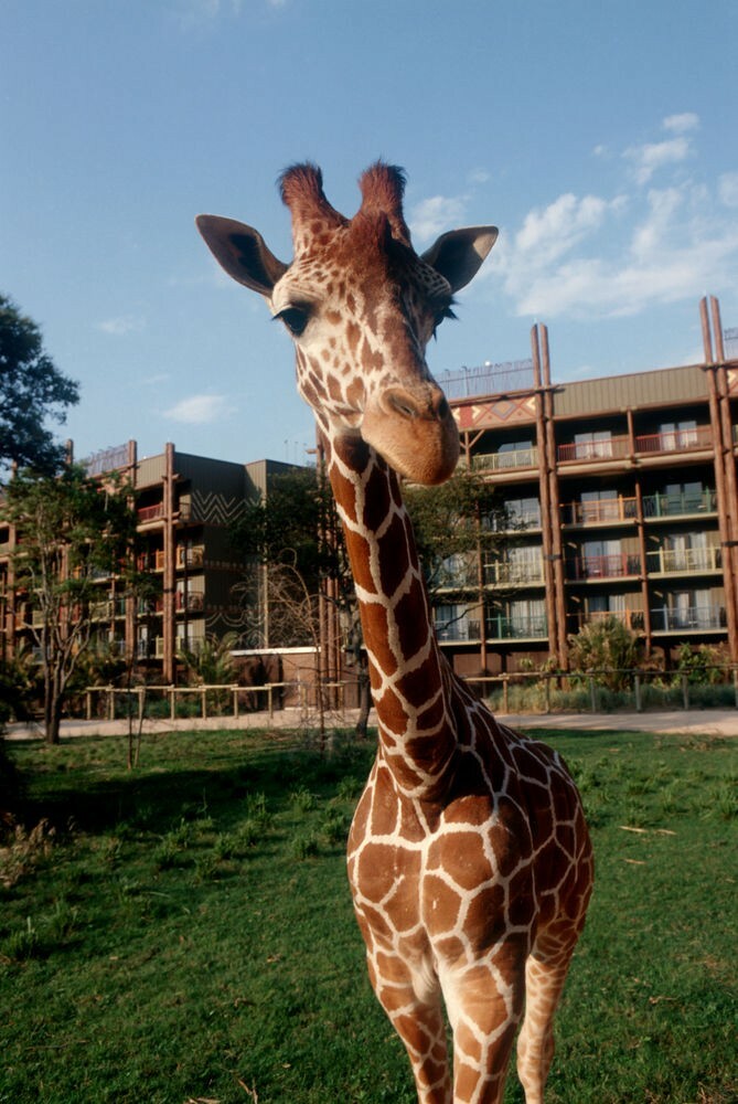 Hotel Disney's Animal Kingdom Lodge