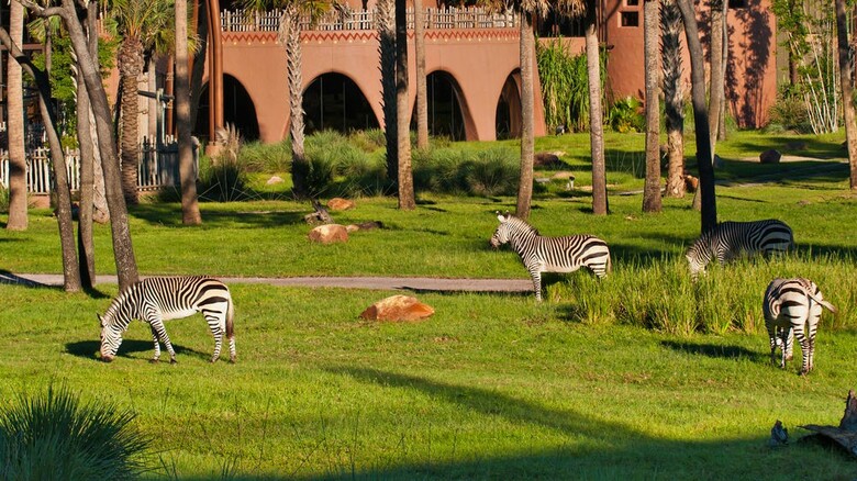 Hotel Disney's Animal Kingdom Lodge