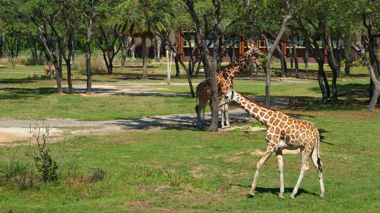 Hotel Disney's Animal Kingdom Lodge