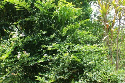 Sigiriya Peaceful Guest House