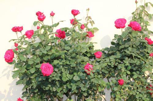 Hostal Mendelssohn Manor Guest House