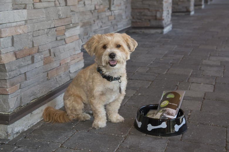 Hotel Executive Suites Garibaldi Springs Resort