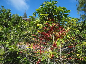 Hostal Quinta Carlota