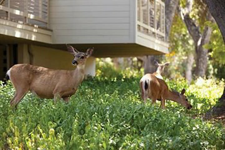 Hotel Carmel Valley Ranch