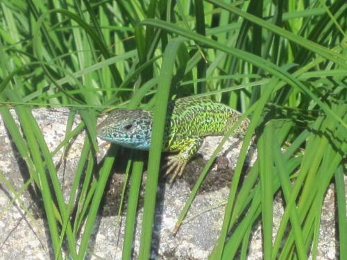 Agroturismo La Pasailla De Gredos