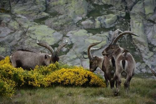Agroturismo La Pasailla De Gredos