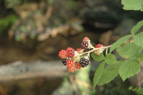 Agroturismo La Pasailla De Gredos