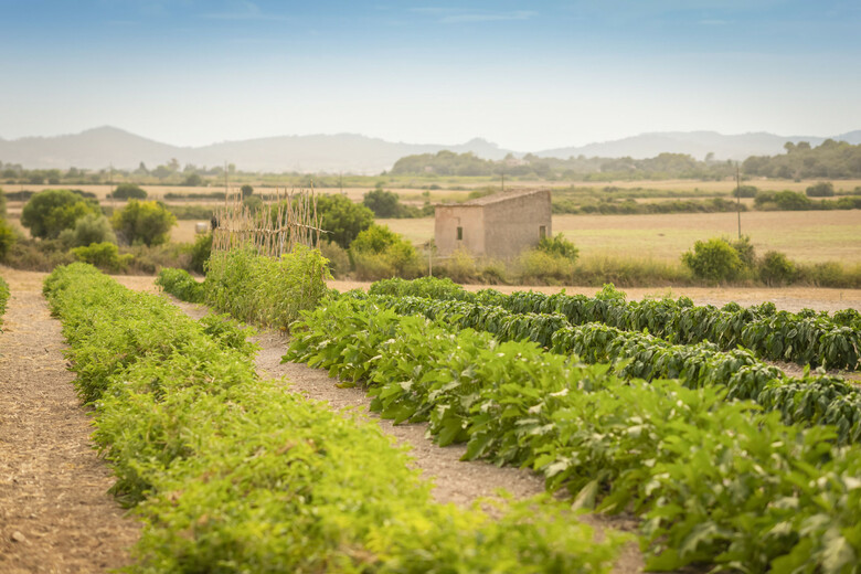 Agroturismo Finca Son Roig