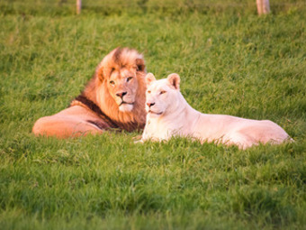 Hotel Mpongo Private Game Reserve