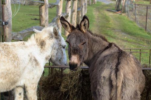 Agroturismo La Ferme De Durbuy