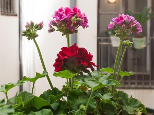 Hostal El Puchi Barcelona