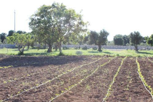 Agroturismo Masseria Valente