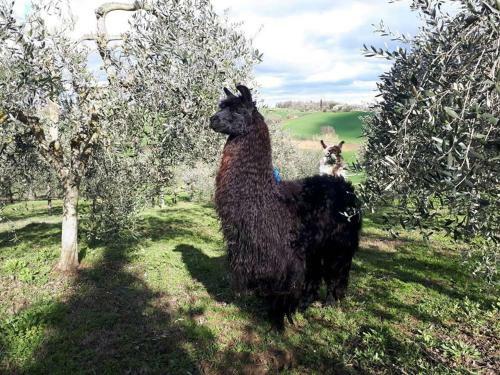 Agroturismo Romitorio Di Castiglione Del Lago
