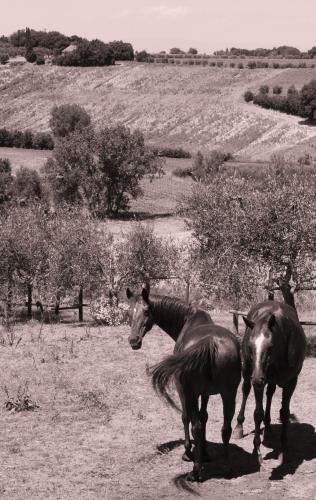Agroturismo Romitorio Di Castiglione Del Lago