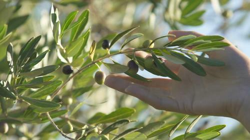 Apartamento Podere Lecceta