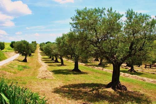Agroturismo Agriturismo L'antico Oliveto