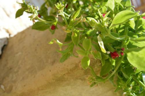 Agroturismo Agriturismo Casa Del Peperoncino