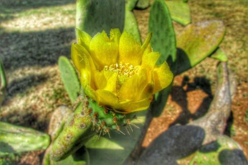 Seaside Villas Polignano Paradise