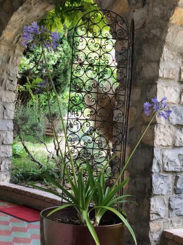 Acanthes & Provence